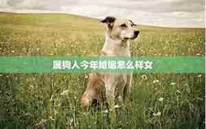 属狗女2017年的运势