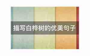 白桦树好的句子