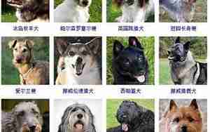 给狗起名字大全