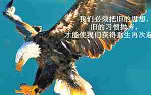 跟鹰有关的励志句子