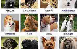 怎样给狗狗起名字