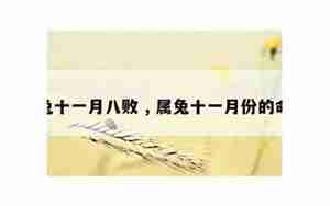 属兔的十一月生辰八字