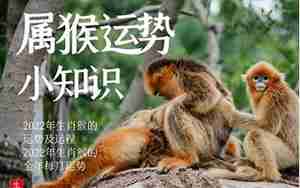 生肖猴的运势2022