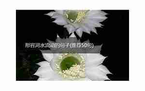 形容鸭河水的句子