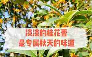 秋天秋天桂花香的句子