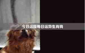 狗狗与运势