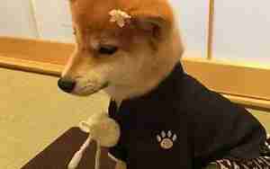 给犬起名