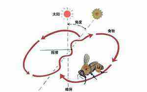 养鱼技巧和方法(养鱼技巧)