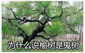 阴阳眼的人有什么特征(阴阳眼)